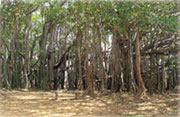 Big Banyan Tree