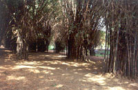 Cubbon Park