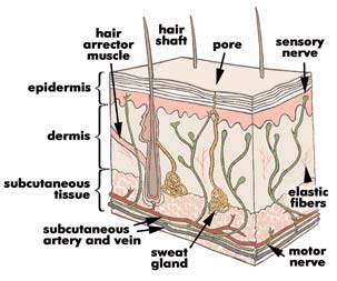 Avoid Sun, Avoid Skin Cancer