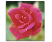 Like a rose...