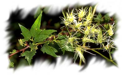 Climbing plants