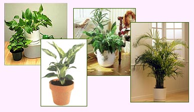 houseplant.jpg (21358 bytes)